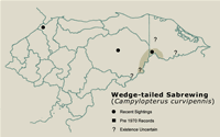 Wedge-tailed Sabrewing Distribution Map