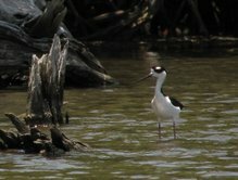 Black-necked Stilt