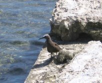 Brown Noddy