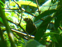 Slate-colored-Grosbeak