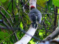 Yucatan-Woodpecker