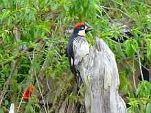 Acorn Woopecker