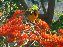Altamira Oriole