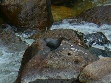 American Dipper