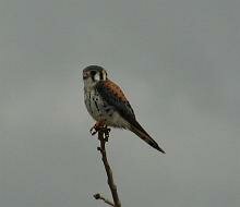 American Kestrel