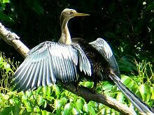 Anhinga
