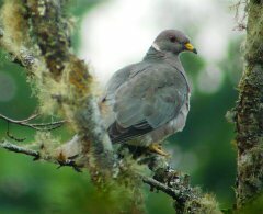 Band-tailed Pigeon