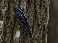 Black-and-white Warbler