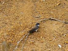 Black-capped Swallow