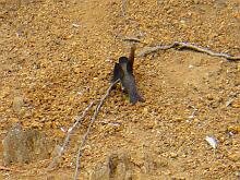 Black-capped Swallow
