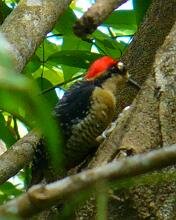 Black-cheeked Woodpecker