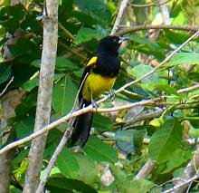Black-cowled Oriole