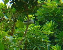Black-crowned Tityra