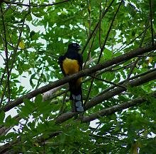 Black-headed Trogon