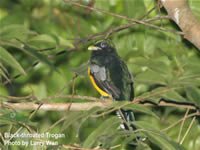 Black_throated Trogon
