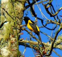 Black-vented Oriole