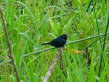 Blue-black Grassquit