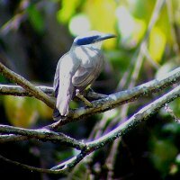 Boat-billed Flycatcher