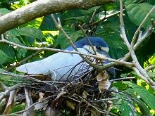 Boat-billed Heron