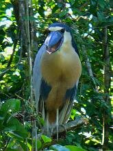 Boat-billed Heron