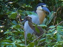 Boat-billed Heron