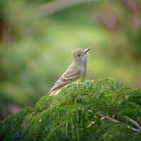 Brown-crested Flycatcher