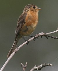 Buff-breasted Flycatcher
