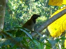 Buff-throated Saltator