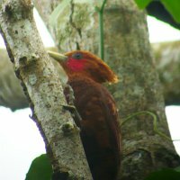 Chestnut-colored Woodpecker
