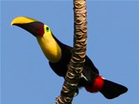 Chestnue-mandibled Toucan