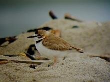 Collared Plover