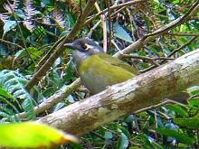 Common Bush-Tanager