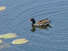 Common Moorhen