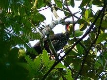 Crested Guan