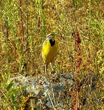Eastern Meadowlark