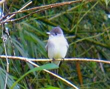 Eastern Wood-Pewee