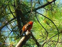 Flame-colored Tanager