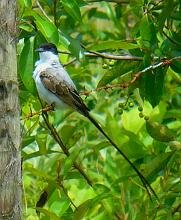 Fork-tailed Flycatcher