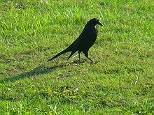 Giant Cowbird