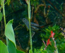 Gray Catbird