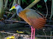 Gray-necked Wood-Rail