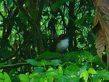 Great Antshrike