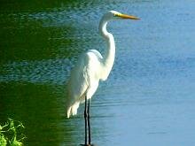 Great Egret