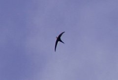 Great Swallow-tailed Swift 