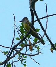 Great-crested Flycatcher