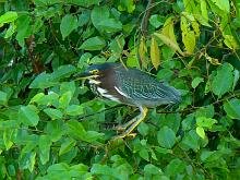 Green Heron