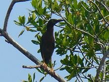 Green Heron