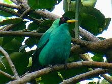 Green Honeycreeper