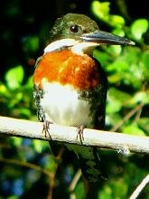 Green Kingfisher