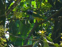 Green Jay